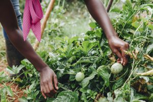 Policy & legal framework related to food system in Tanzania
