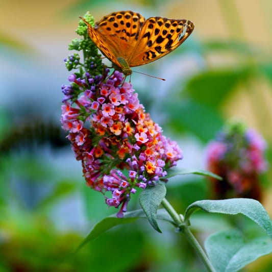 Global Reliance of Medicinal Plants